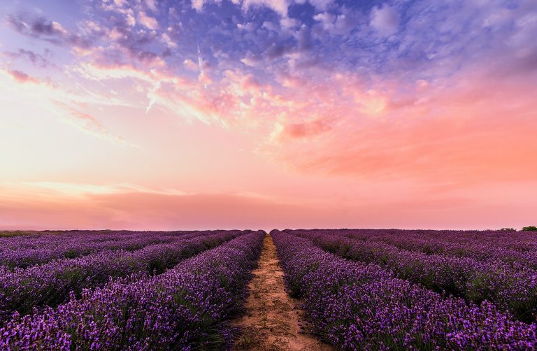 Dong Na Tham flower fields at Pha Taem National Park in Ubon Ratchathani